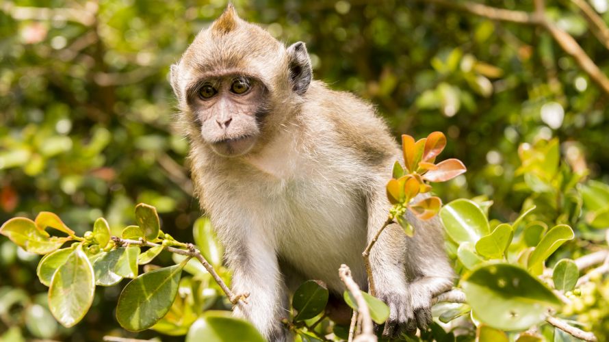 Niedliche Affen wie dieser sind im Bras D'Eau Nationalpark zu entdecken