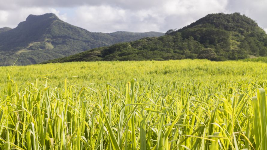 Zuckerrohrfelder wie dieses sind weit verbreitet im Norden von Mauritius