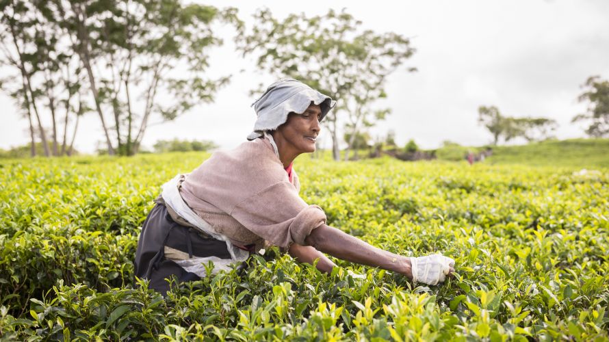 Eine Teepflückerin auf der Teeplantage Bois Chérie