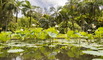 Riesige Wasserlilien ragen im Botanischen Garten aus dem Wasser
